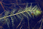 Utricularia australis