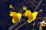 Utricularia australis