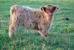 Vaca de les Highlands