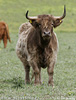 Vaca de les Highlands
