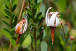 Vaccinium macrocarpon