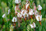 Vaccinium macrocarpon