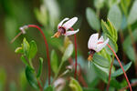 Vaccinium oxycoccos