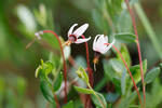 Vaccinium oxycoccos