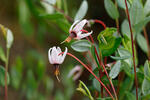 Vaccinium oxycoccos