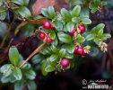 Vaccinium vitis-idaea