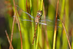 Vagrant Darter