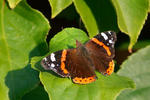 Vanessa atalanta