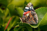 Vanessa atalanta