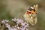 Vanessa cardui