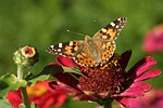 Vanessa cardui