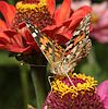 Vanessa cardui