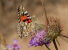 Vanessa cardui