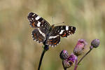 Vanessa levana