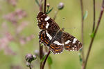 Vanessa levana