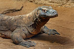 Varanus komodoensis