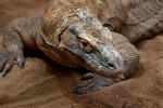 Varanus komodoensis