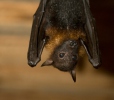 Variable Flying Fox