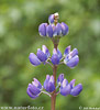 Vaste lupine