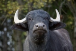 Vattenbuffel