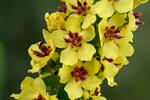Verbascum nigrum
