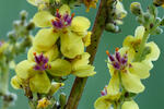 Verbascum nigrum