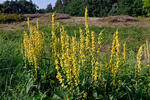 Verbascum nigrum
