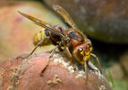 Vespa crabro