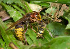 Vespa crabro