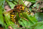 Vespa crabro