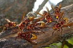 Vespa crabro