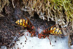 Vespa crabro