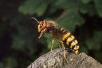 Vespa crabro