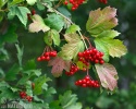 Viburnum opulus