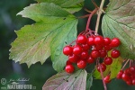 Viburnum opulus