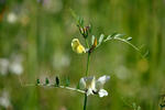 Vicia grandiflora
