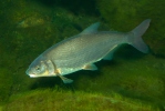 Vimba bream