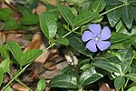 Vinca minor