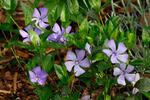 Vinca minor