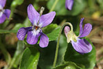 Viola mammola