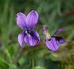 Viola odorata