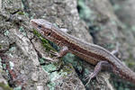 Viviparous Lizard