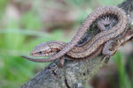 Viviparous Lizard