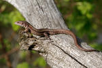 Viviparous Lizard