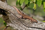 Viviparous Lizard