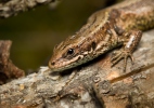 Viviparous Lizard