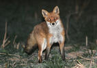 Vulpes vulpes