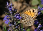 Wall Brown