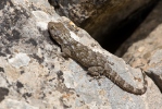 Wall Gecko