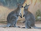 Wallaby à cou rouge